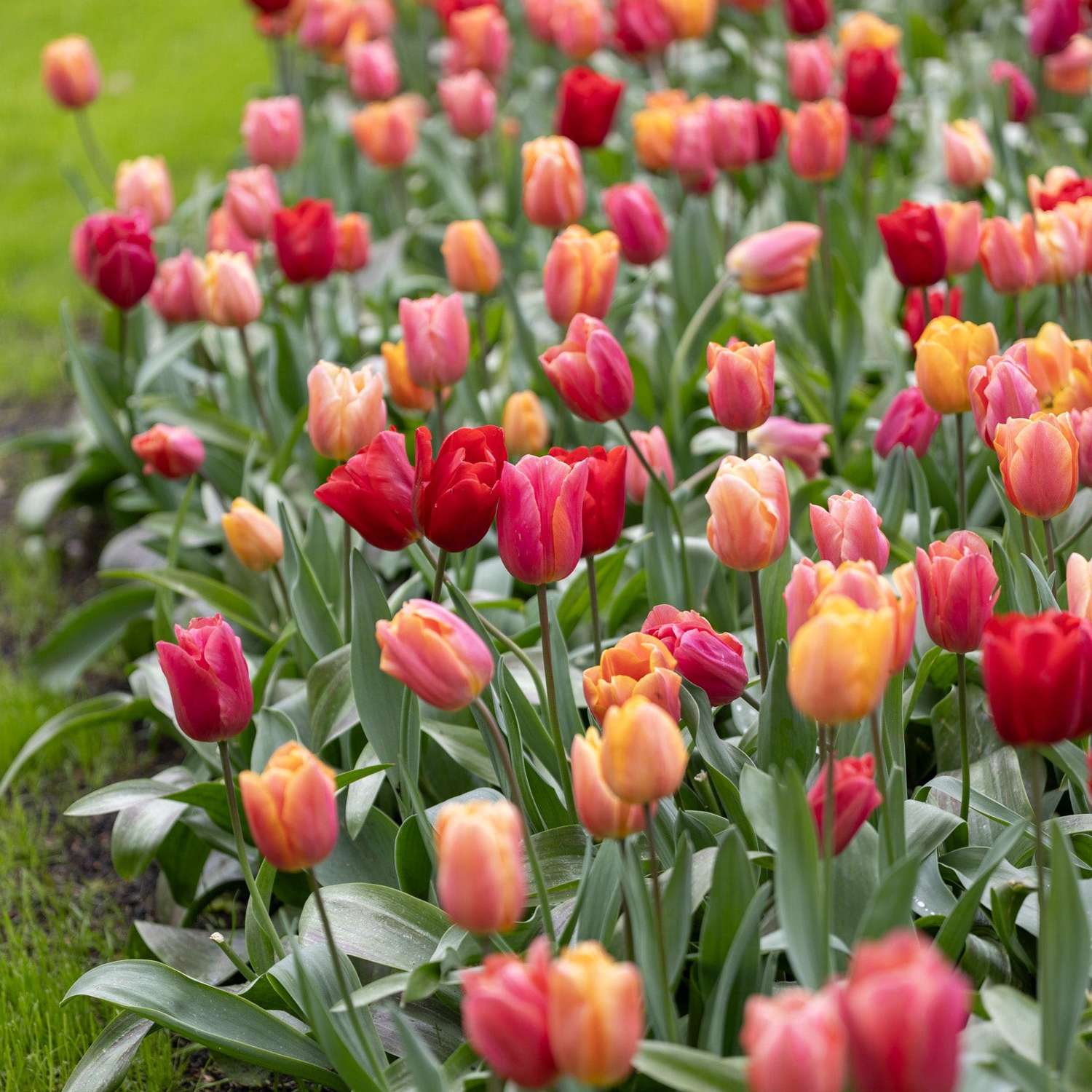 Mélange de tulipes 'Jimmy Family'